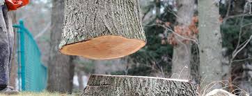 Heber, CA Tree Care Company