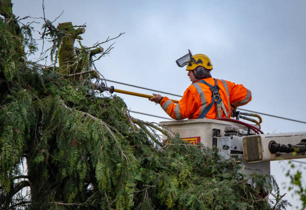 Best Storm Damage Tree Cleanup  in Heber, CA