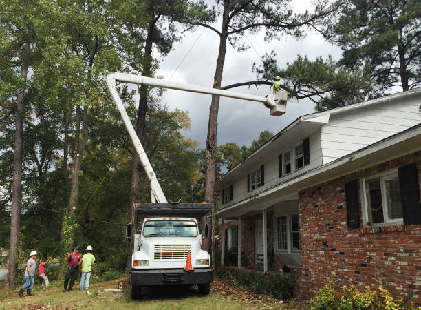 Tree Care