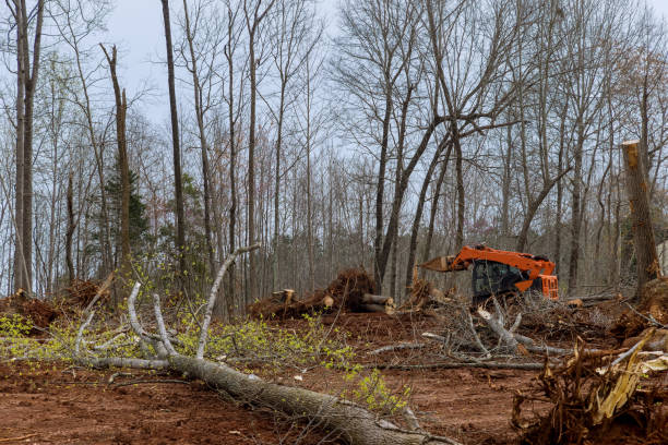  Heber, CA Tree Care Pros