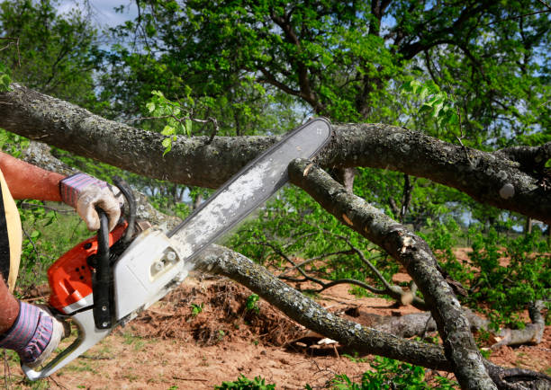 How Our Tree Care Process Works  in  Heber, CA